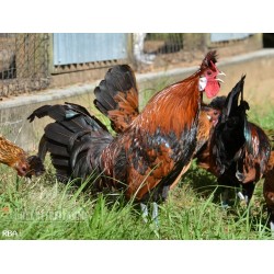 8+ Greenfire Farms Gold Spitzhauben Day-Old Chicks