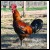 6 Greenfire Farms Denizli Longcrower Day-Old Chicks