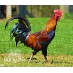 6 Greenfire Farms Ayam Ketawa (laughing chicken) Day-Old Chicks