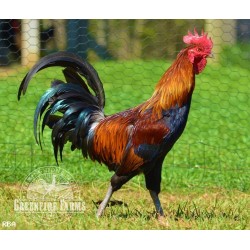 8 Greenfire Farms Ayam Ketawa (laughing chicken) Day-Old Chicks