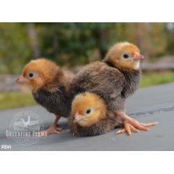 18+ Greenfire Farms Rare Late Bloomer Day-Old Chicks