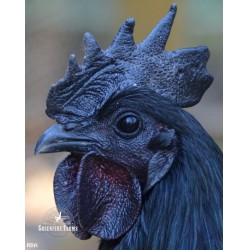6+ Ayam Cemani Day-Old Chicks from Greenfire Farms