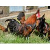 8 Greenfire Farms Gold Spitzhauben Day-Old Chicks
