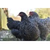 12+ Mechelen Turkey Head Day-Old Chicks from Greenfire Farms
