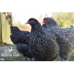 12+ Mechelen Turkey Head Day-Old Chicks from Greenfire Farms