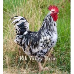 10 Pita Pinta Asturiana Day-Old Chicks from Elk Valley Farm