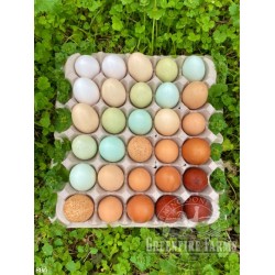 Greenfire Farms Rainbow Layer Collection