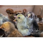15+ Greenfire Farms Rare Late Bloomer Day-Old Chicks