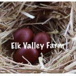 8 Black Copper Marans Directly from Elk Valley Farm PLUS OLIVE EGGERS