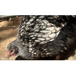 12 English Orpington chicks live arrival guaranteed